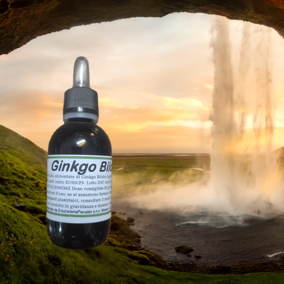 Ginkgo Biloba