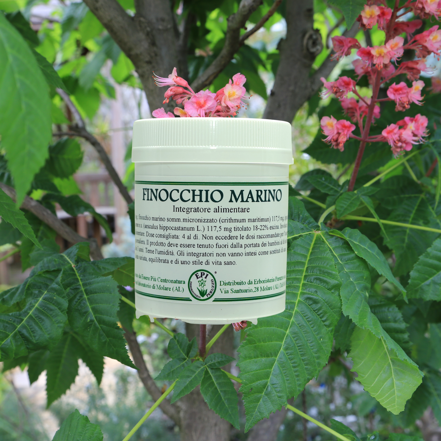 Finocchio Marino