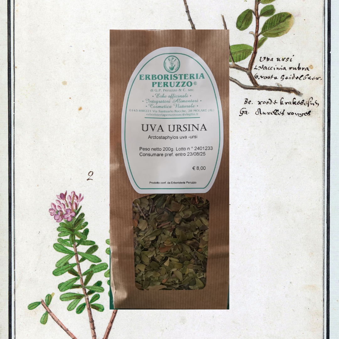 Uva ursina