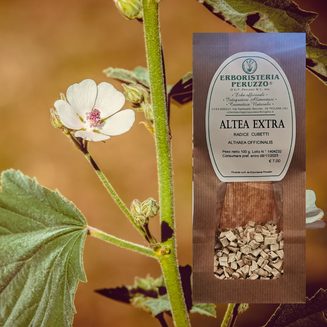 Altea Radice Decorticata