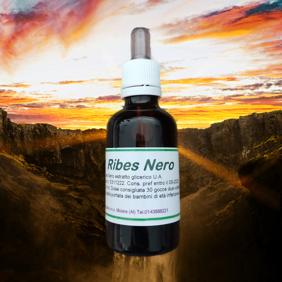 Ribes Nero